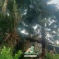 Hinh anh cay co 85x85