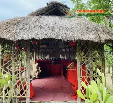 Nhà chòi tranh miền tây ẩn mình giữa khu vườn xanh mát