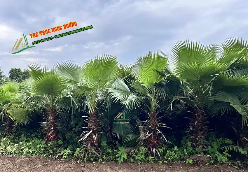 Cây cọ trong kiến trúc cảnh quan