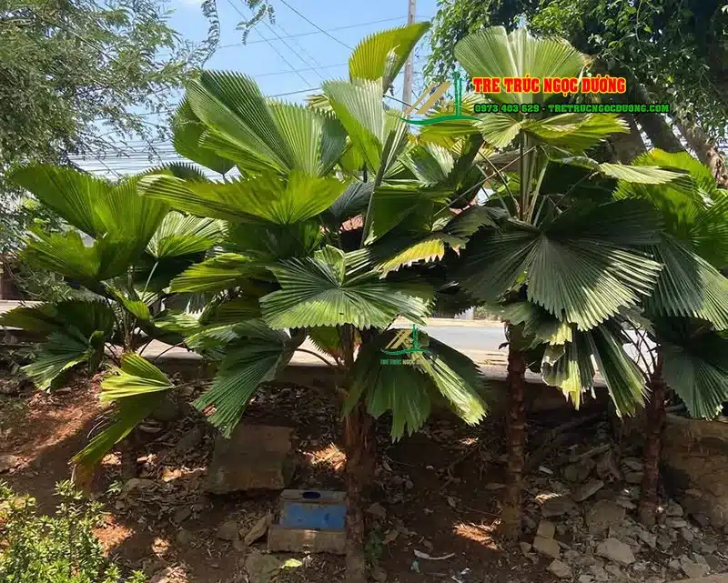 Lô cọ Nhật lóng rộng 1,5m cao 1,5m đến 3m