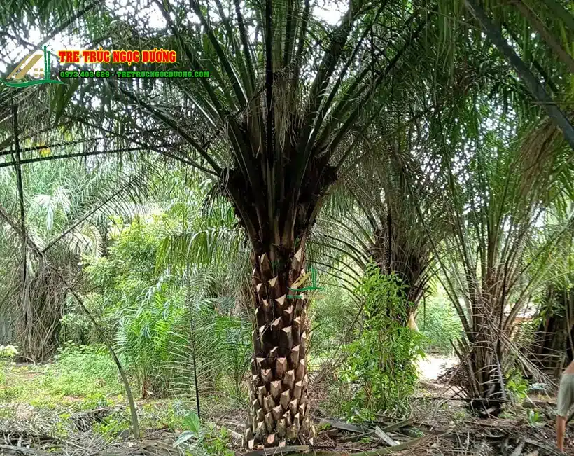 Hình ảnh cây cọ dầu