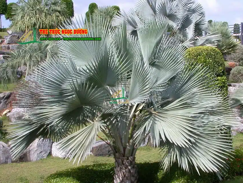 Hình ảnh cây kè bạc
