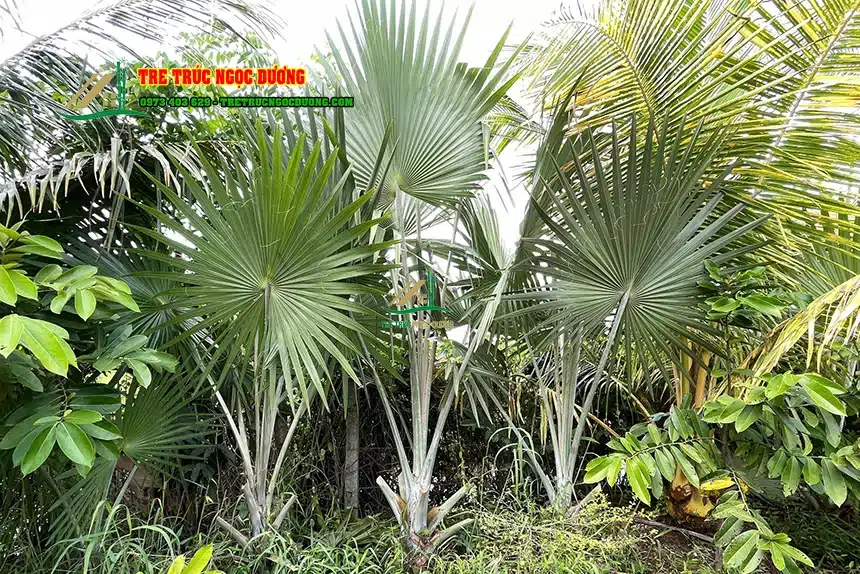 Kỹ thuật trồng và chăm sóc cây cọ luôn xanh tốt